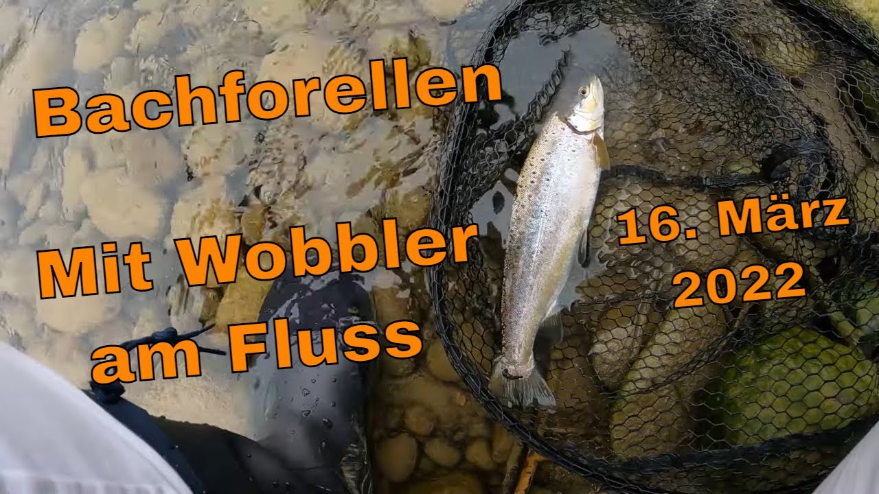 Bachforelle Er&ouml;ffnung 16 M&auml;rz 2022 mit Wobbler am Fluss