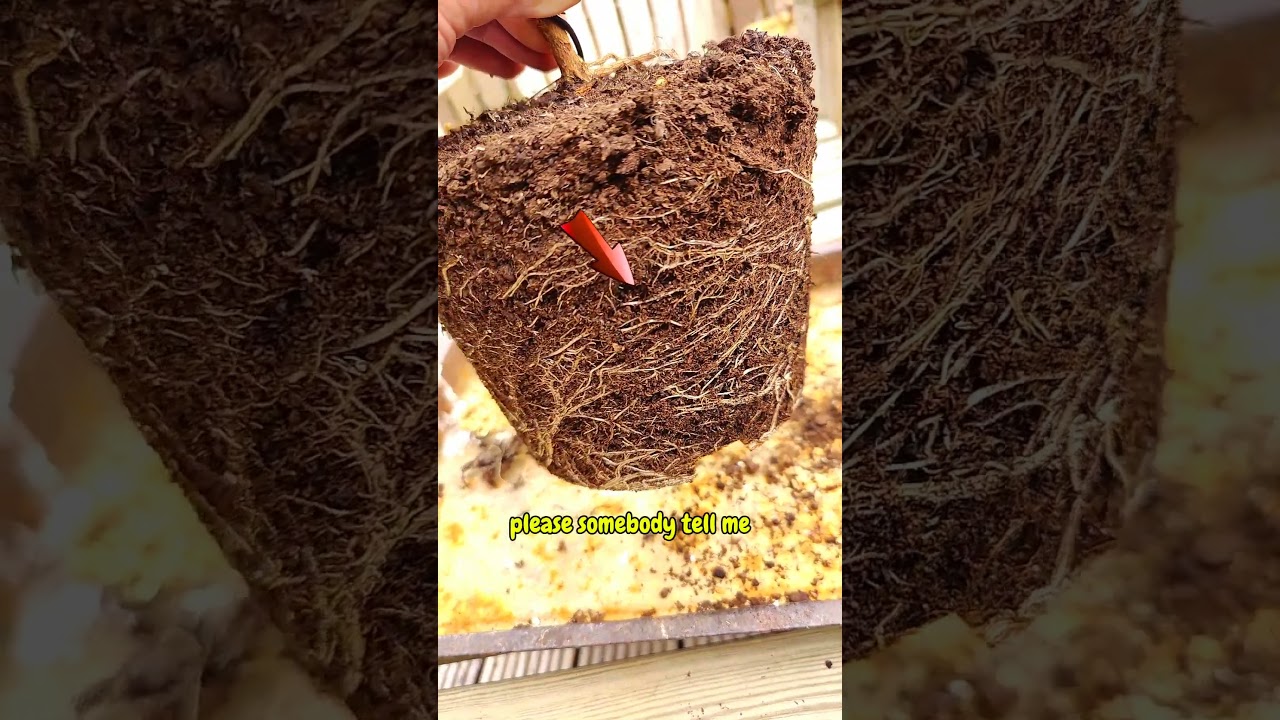 somebody please help me.....#bonsai #roots #tiktok #funny #help #fyp #tiktokviral #comedy #scary