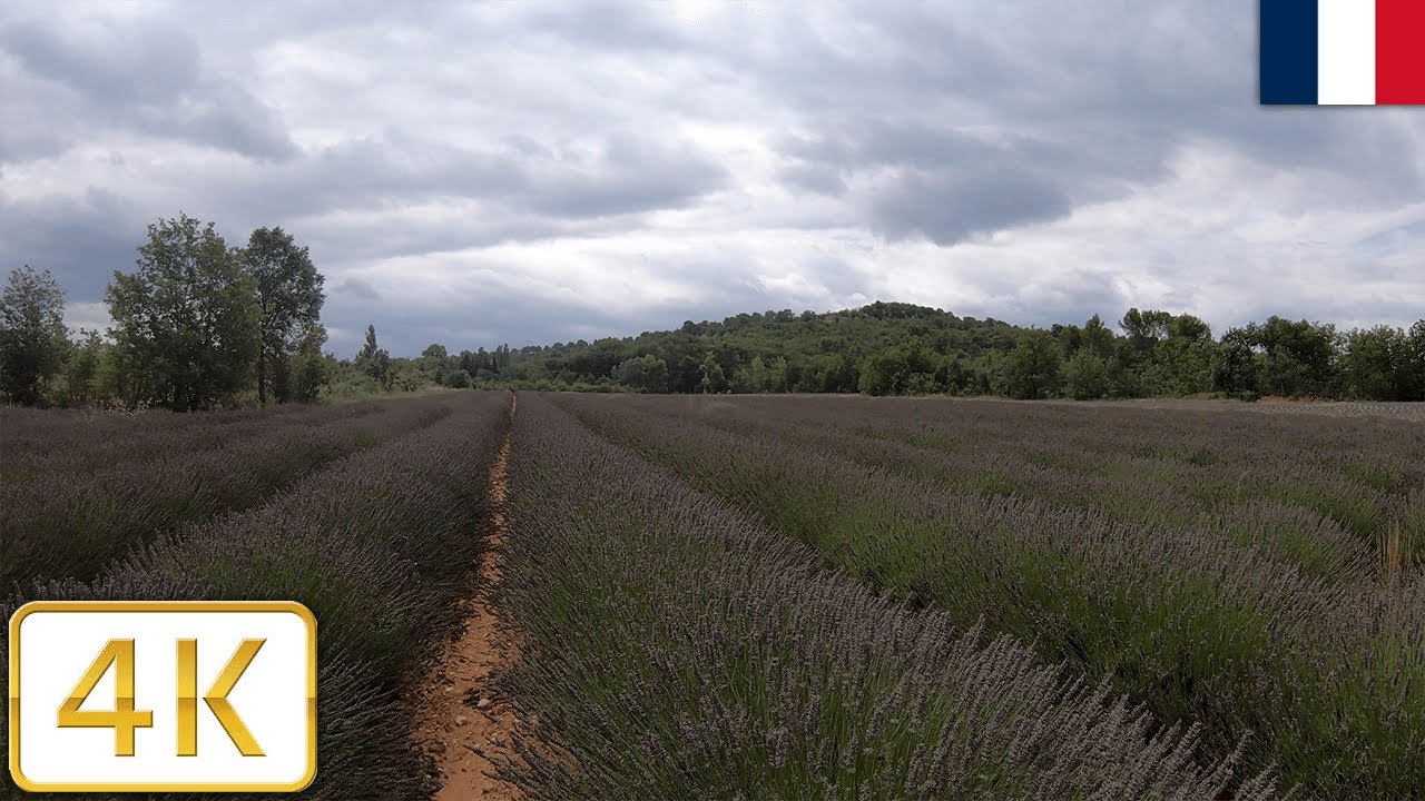 Lavender field in Provence, France | Summer 2021【4K】