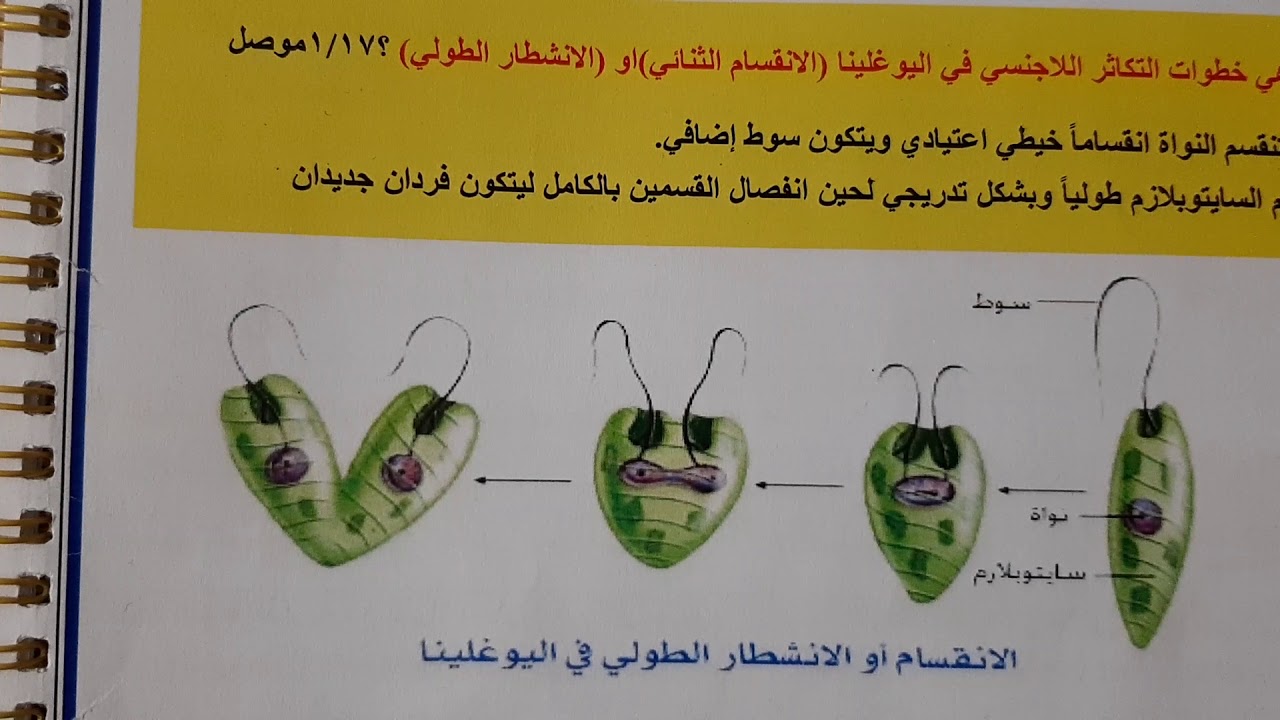 م ١١/ التكاثر في اليوغلينا