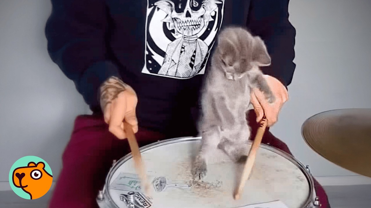 10 Cats Take Over Man’s Whole Life! | Cuddle Buddies