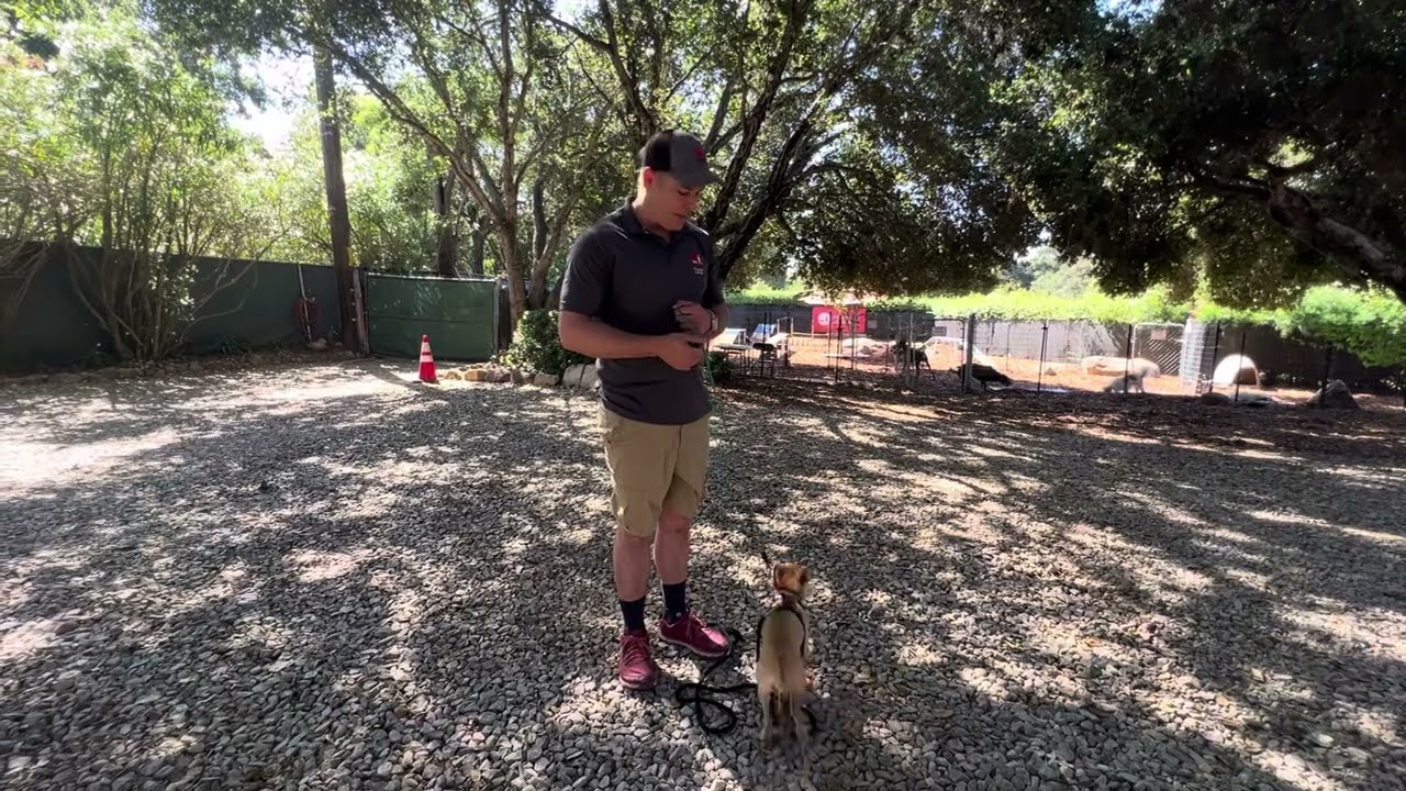 Using a Back Up Leash System on a Dog That Slips Out of the Harness
