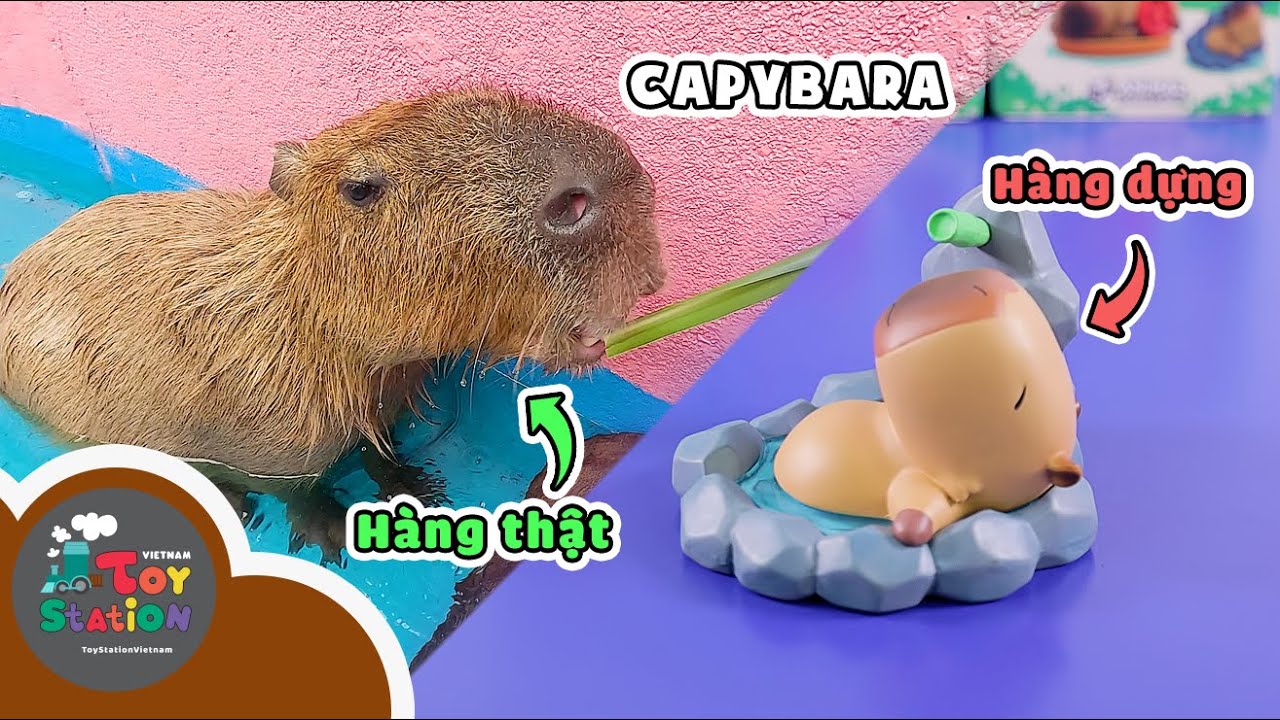 Review chi tiết Capybara art toy v&agrave; lu&ocirc;n cả h&agrave;ng real ToyStation 970