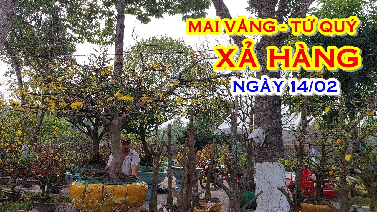 ANH ĐẠT 📲 O36784I563 GIÁ TỐT - MAI TỨ QUÝ, MAI VÀNG GIAO LƯU NGÀY 14/02 