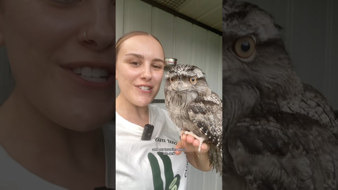 Everything you need to know about Tawny Frogmouths!