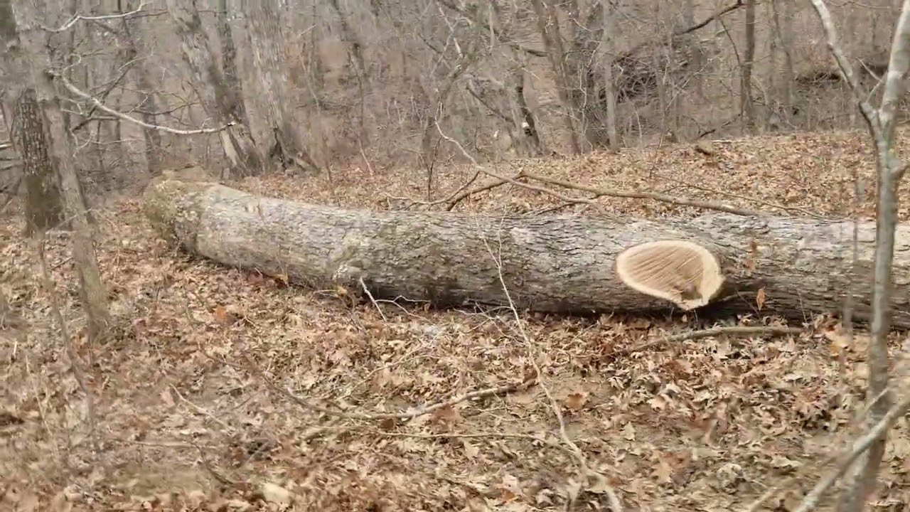 Logging property Big Oaks Logging road update 