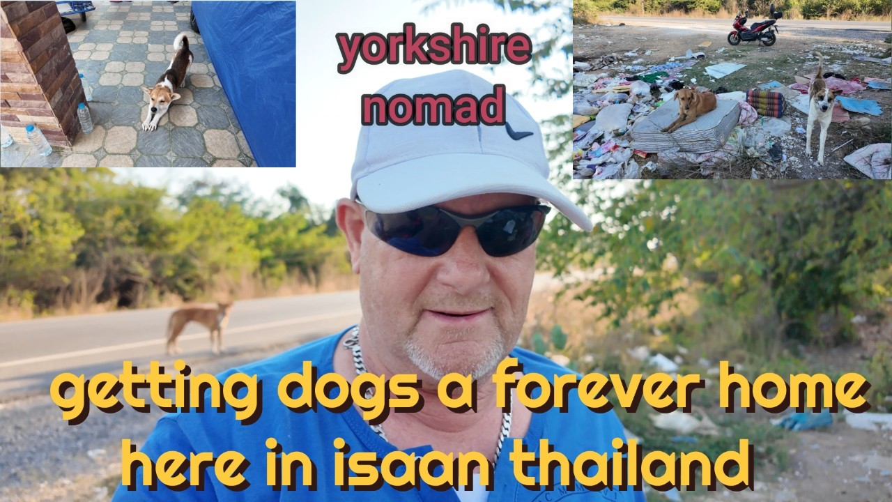 finding a forever home for dogs