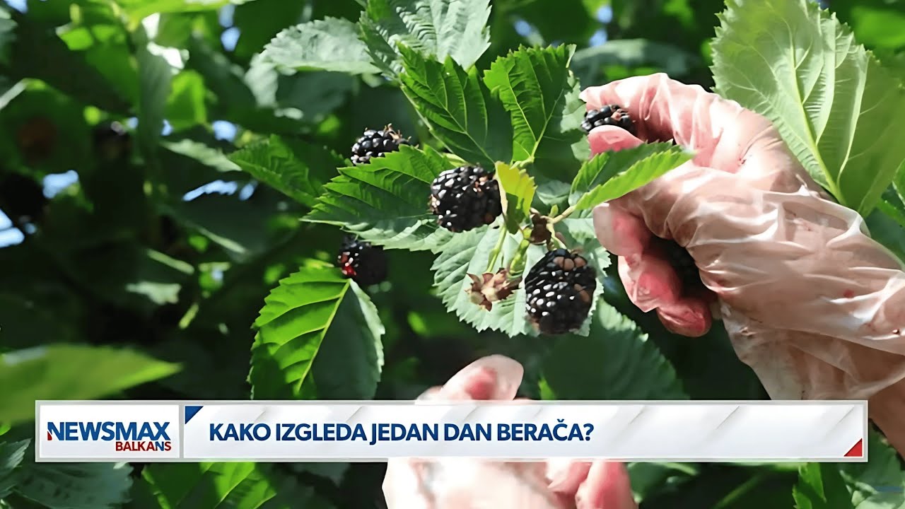 Uzgajivači maline tvrde - najgora berba u poslednjoj deceniji