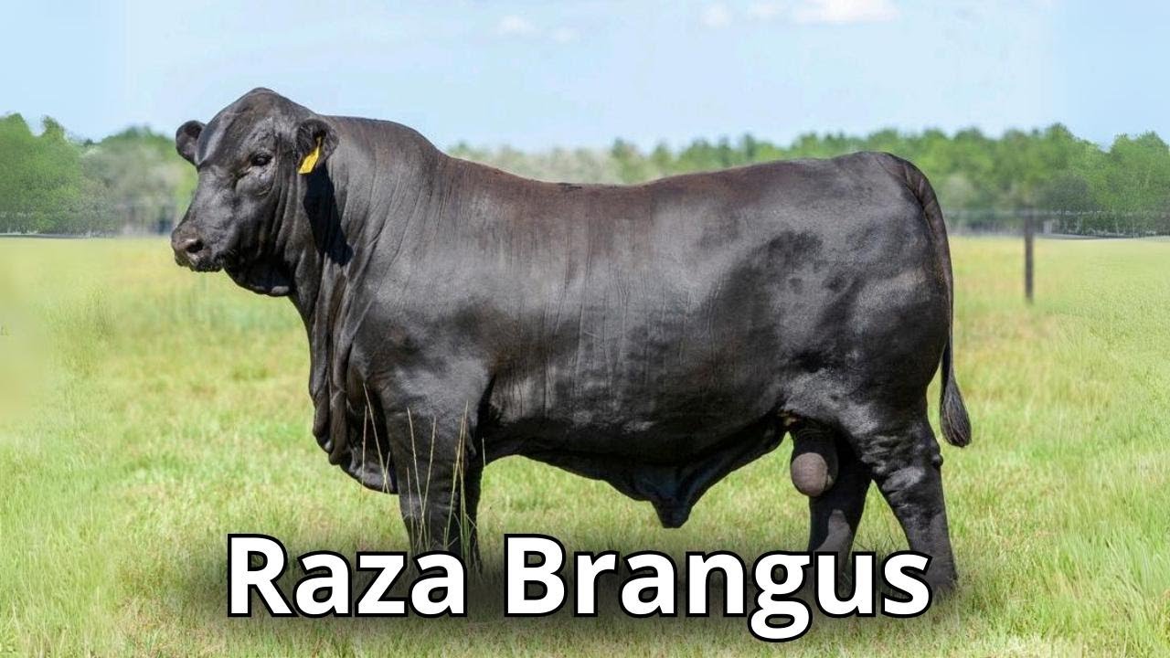 Raza de ganado Brangus. El resultado exitoso del cruce de Brahman con Angus