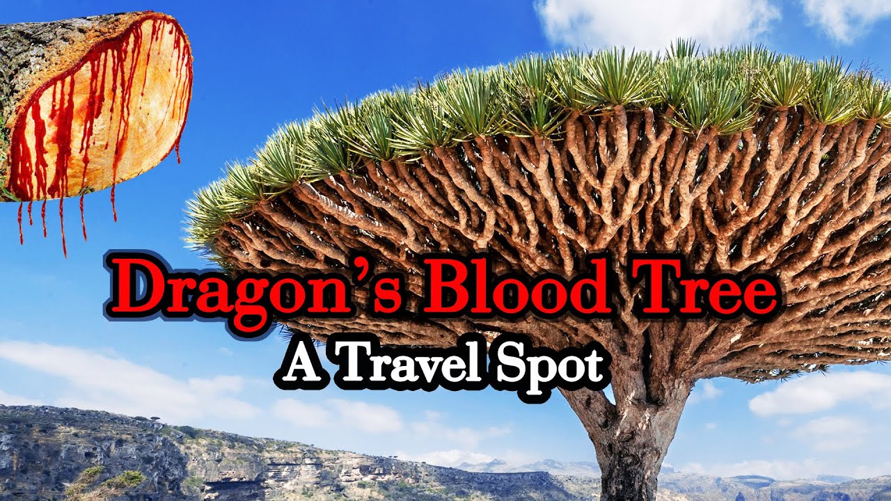 Socotra Island: Dragon&rsquo;s Blood Trees & Lost Worlds! 🐉