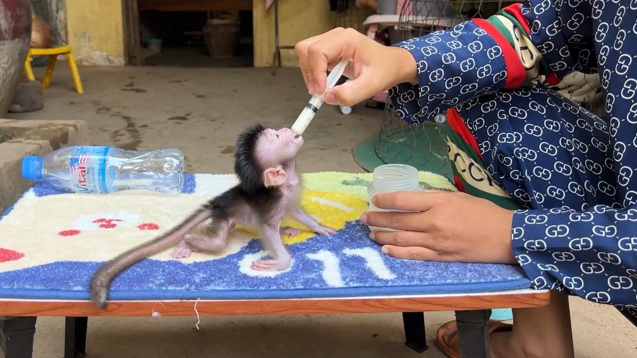 Monee Drink Milk Faster Now But She Still Reject Bottle And only Want Mom Syringe Feeding