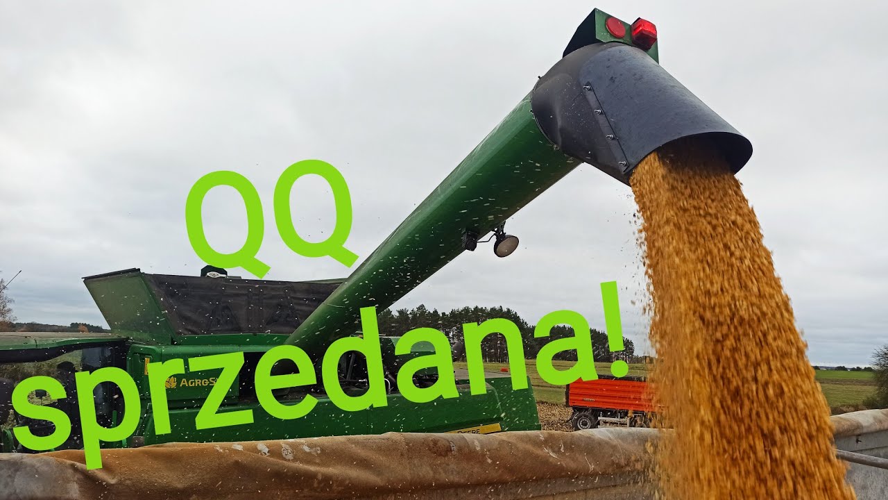 15,5 tony kukurydzy z hektara! 23M na koniec zszokowało! Wyniki wszystkich plantacji! Obszary EFA