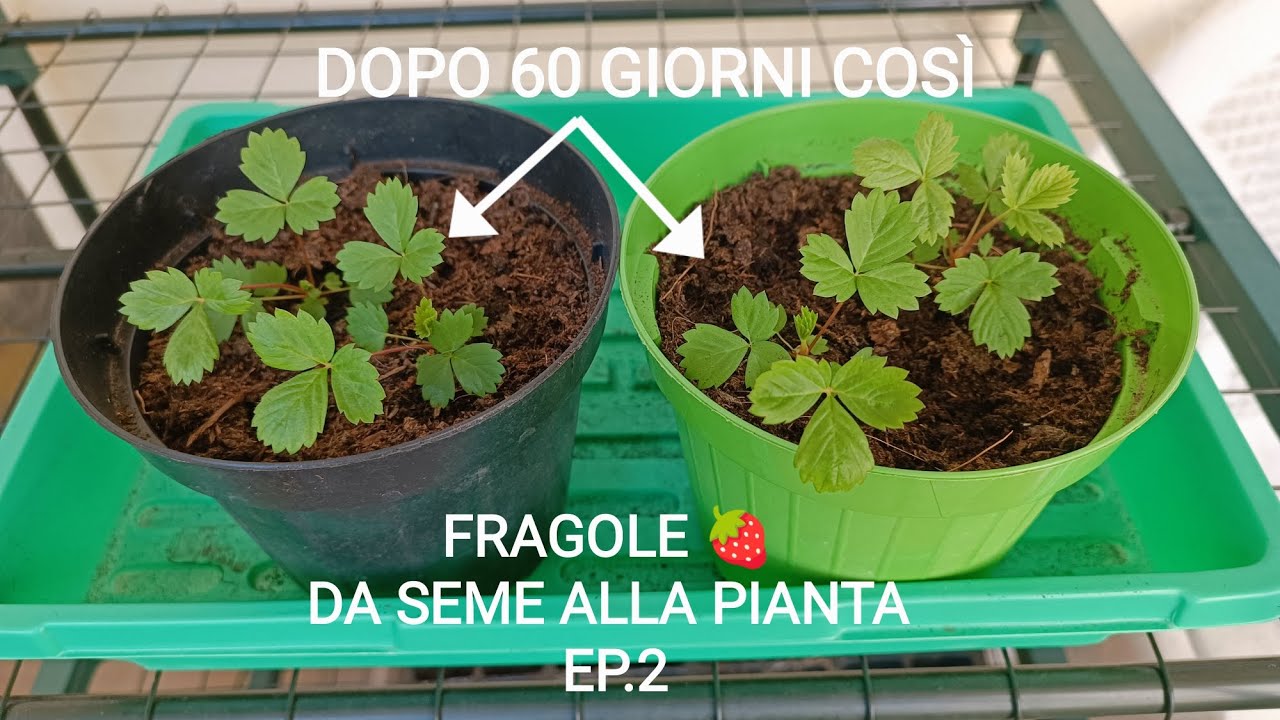 Come coltivare le FRAGOLE da SEME alla PIANTA! Ep.2 Travaso delle piantine