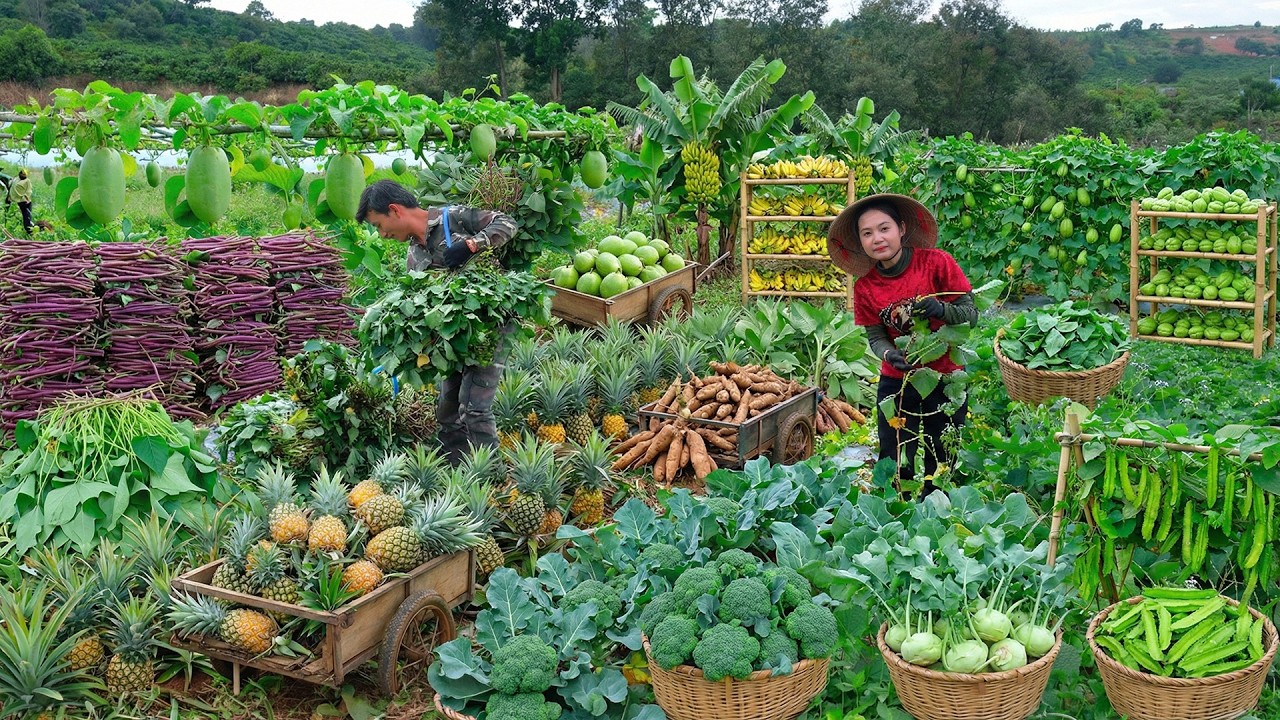 Harvest: Sweet Potato Leaves, Pineapple, Cassava,Chayote, Banana To Sell At The Market - Farm Life