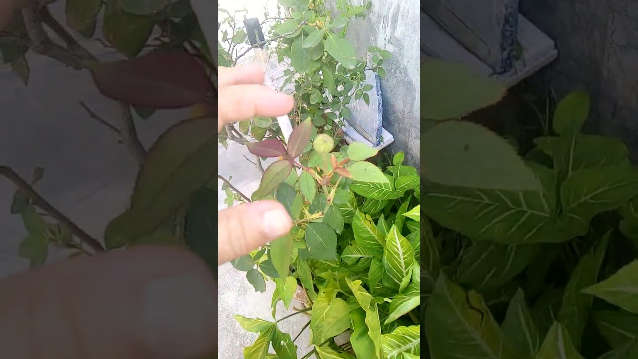 rose plant pe flowerng start hone wale ha #exoticplants #nature