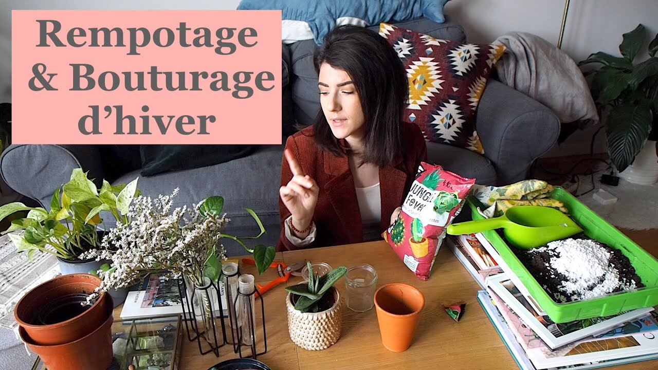 Rempotage et bouturage d'hiver (Plantes d'intérieur)