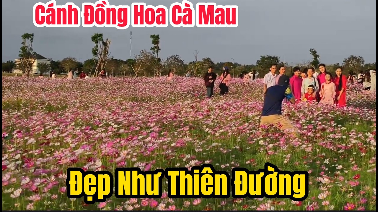 Cánh Đồng Hoa Nhái Happy Home Cà Mau – Thiên Đường Sống Ảo Giữa Lòng Miền Tây.