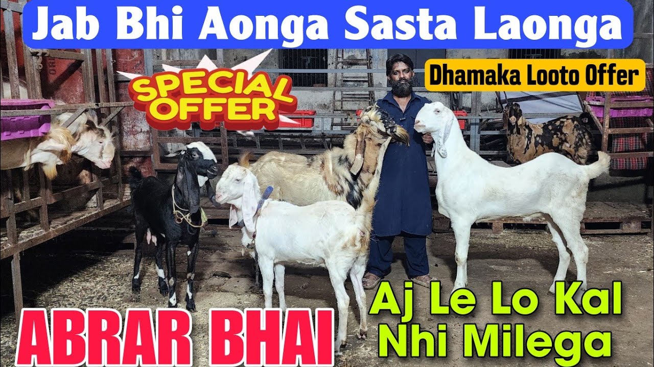 Special Offer jab Bhi Aonga Saste Bakre Laonga ABRAR BHAI | 2025 Khassi Andul Goat Bhiwandi 