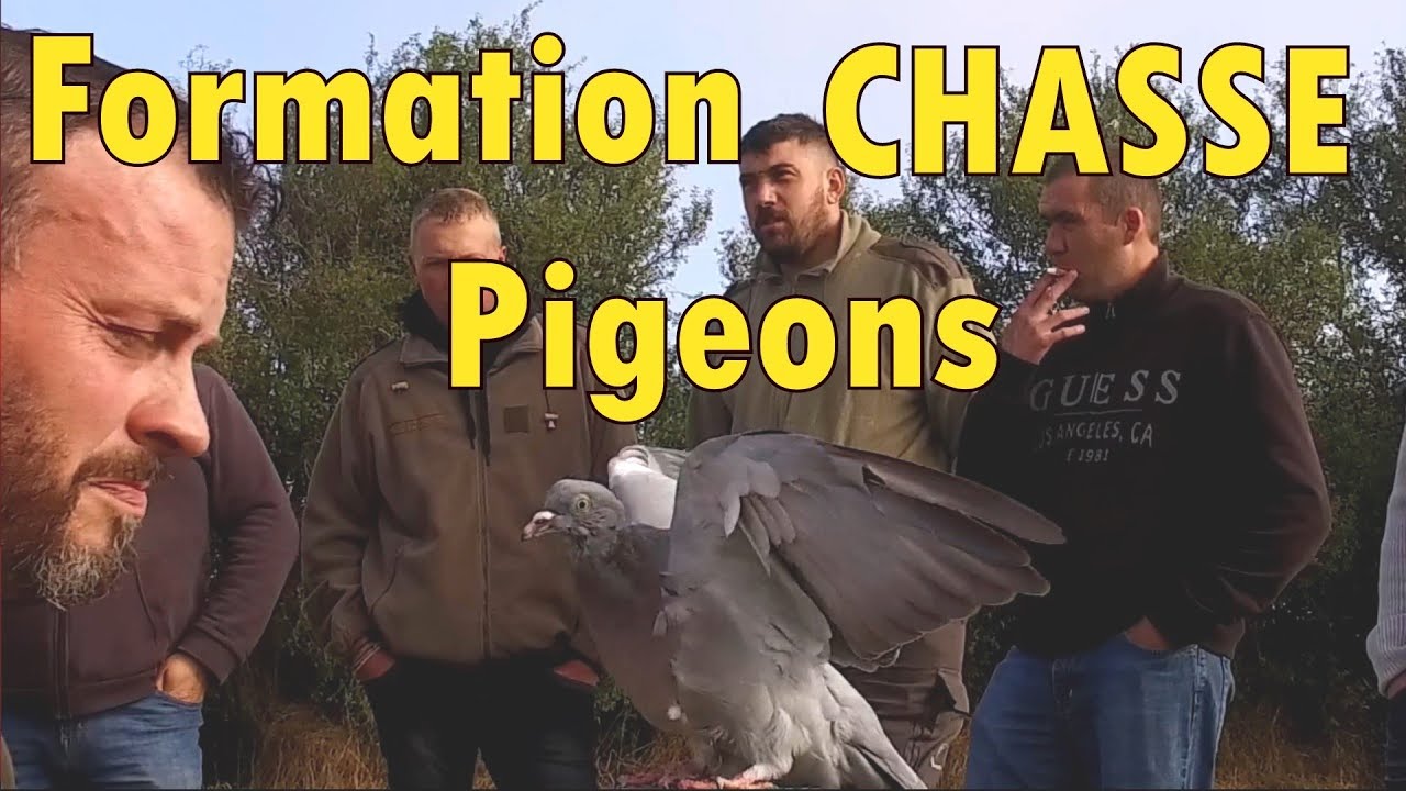 Formation à la chasse aux pigeons