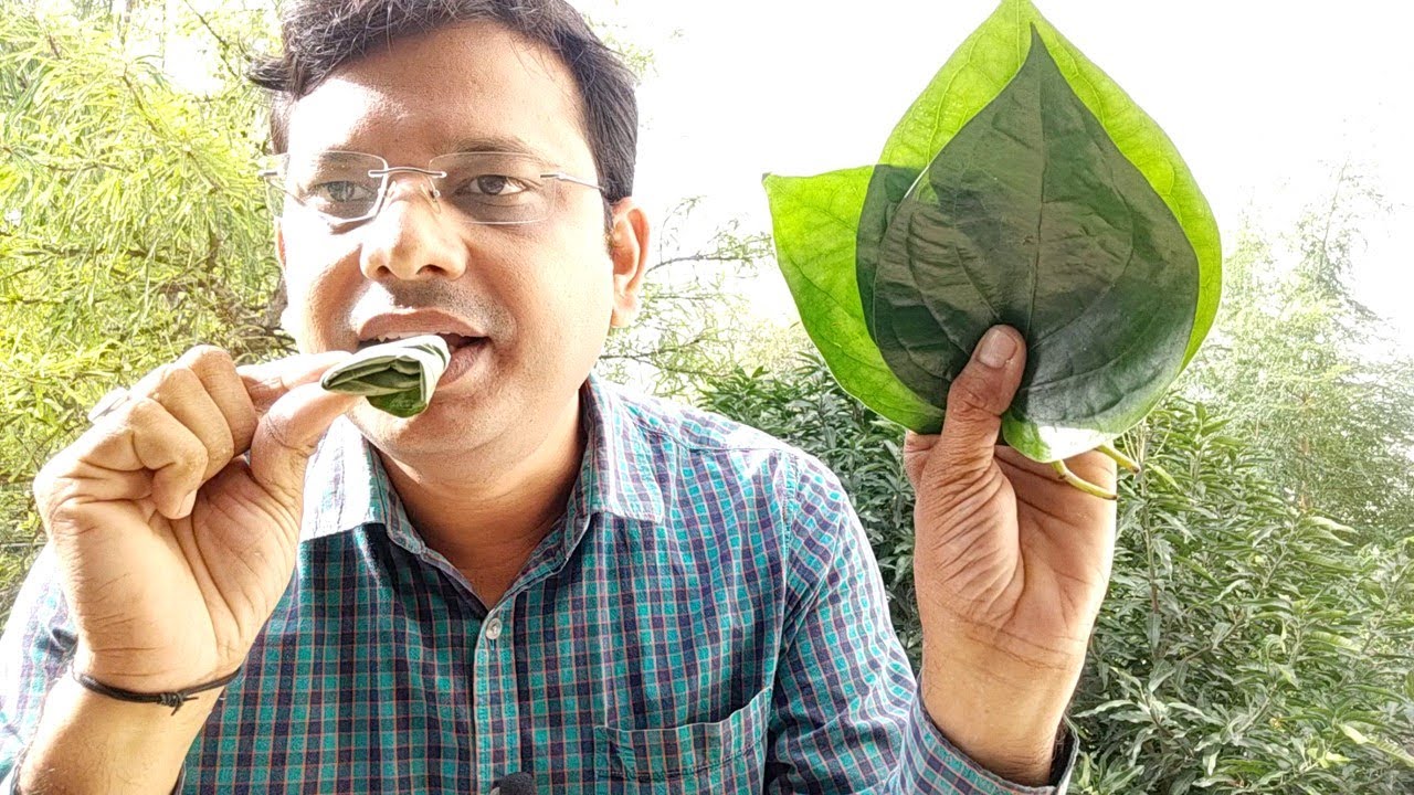 Carminative | What is Carminative | Example of Carminative | Betel Leaves As Carminative Example
