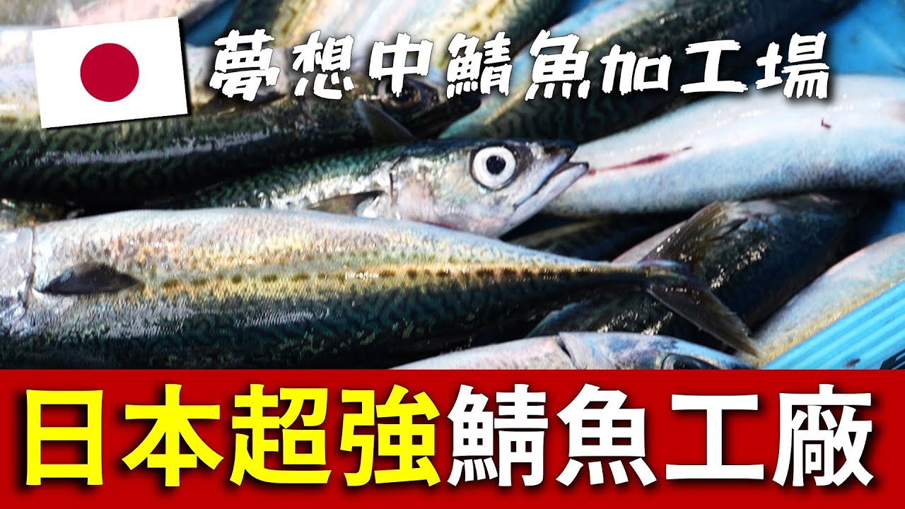 為了解決台灣漁業缺工危機！去日本東北進行漁業考察，也太像霍爾的城堡...這就是我夢想的鯖魚加工廠 ! !