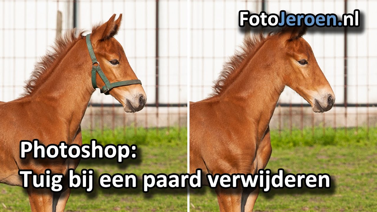 Tuig bij een paard verwijderen (Photoshop)