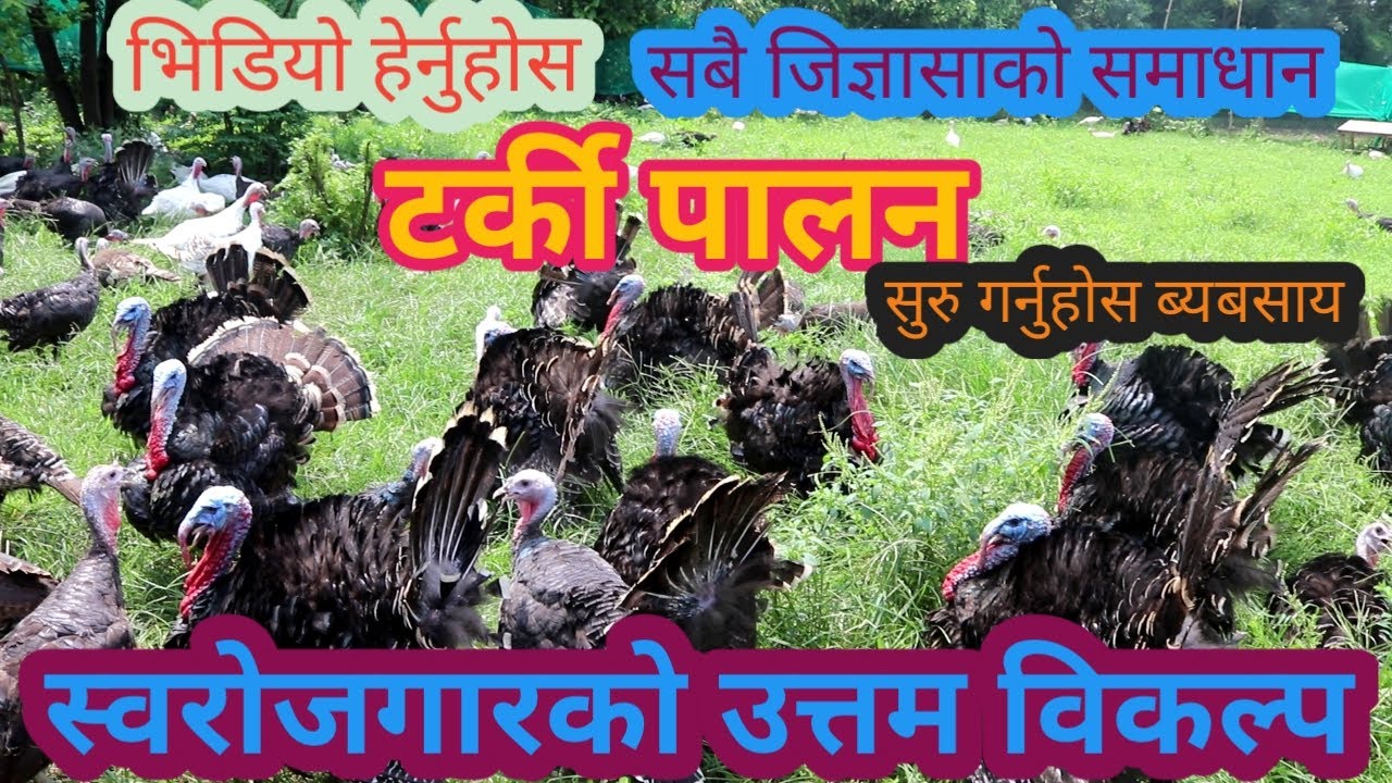Turkey farming in Nepal/how to farming turkey