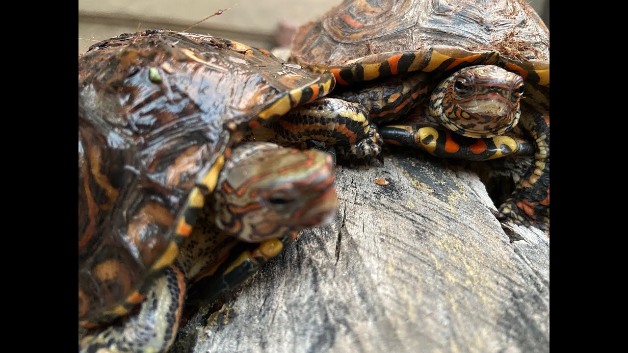 NEW ADDITIONS!!! MORE CENTRAL AMERICAN WOOD TURTLES!!!