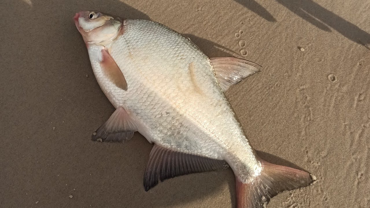 BAŁTYCKIE LESZCZE Z DUŻEJ FALI | SURFCASTING Z PLAŻY!  | WĘDKARSTWO MORSKIE