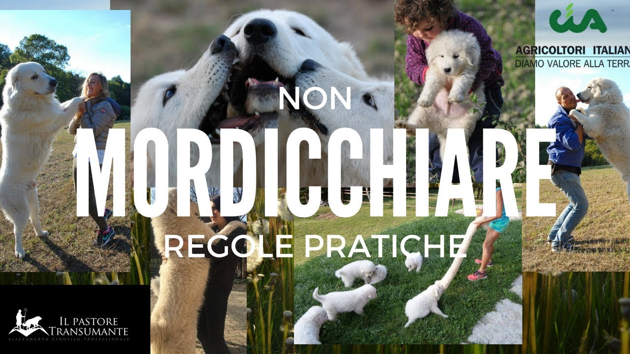 15 - Non mordicchiare: regole pratiche