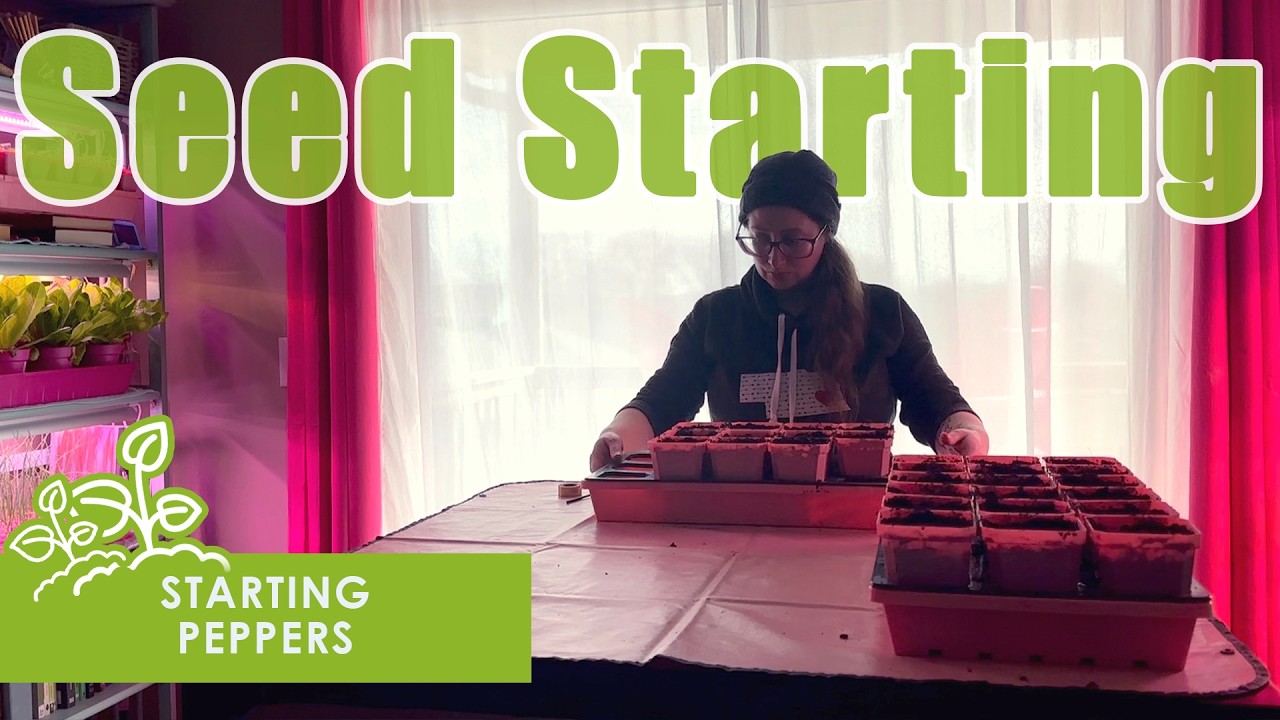 Pepper Season Begins! Starting Hot & Sweet Seeds Indoors 🌶️🌱