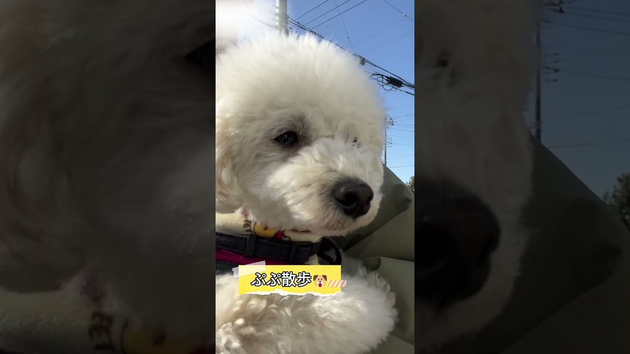 トイプードルのぷぷ君とお散歩！サツマイモ柄コーデが似合いすぎる愛犬の日常Vlog