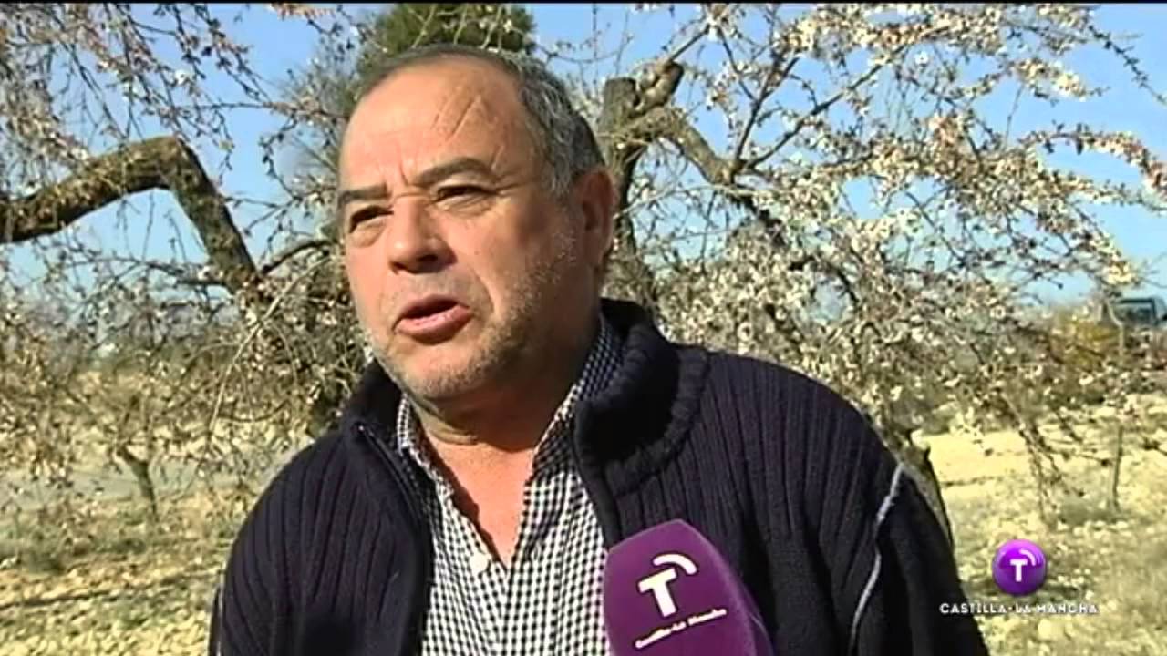 El frío hace estragos en los almendros en flor