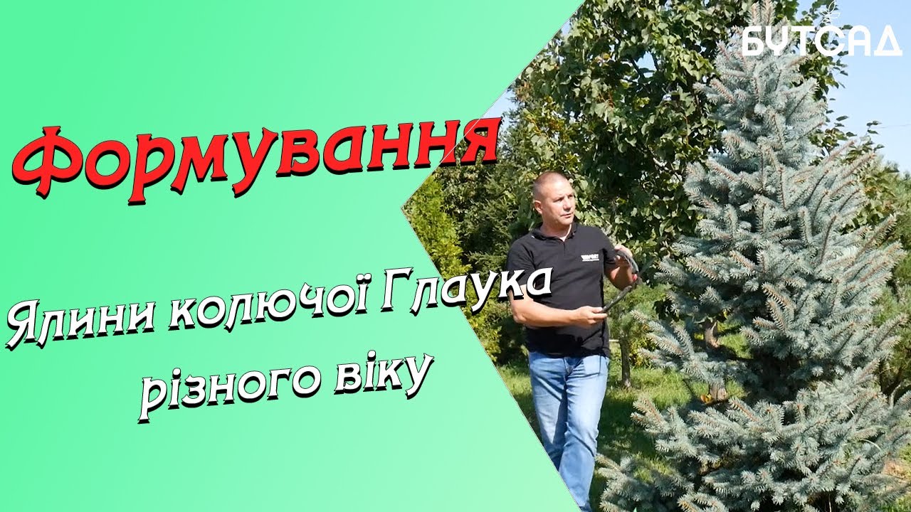 Формування Ялини колючої Глаука різного віку