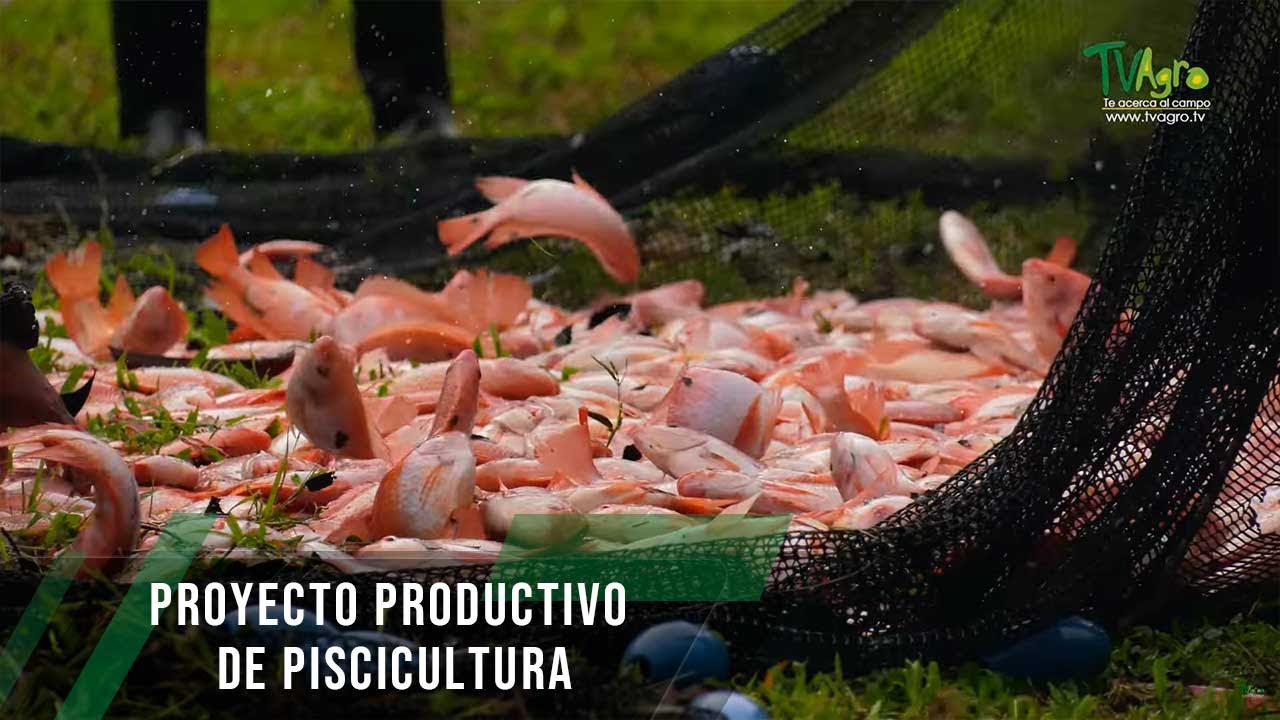 Proyecto productivo de piscicultura - TvAgro por Juan Gonzalo Angel Restrepo