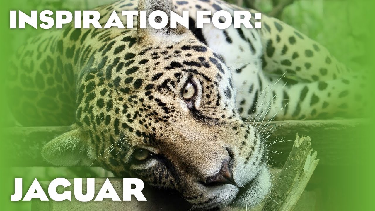 5 Real Jaguar Habitats! (Planet Zoo Inspiration)