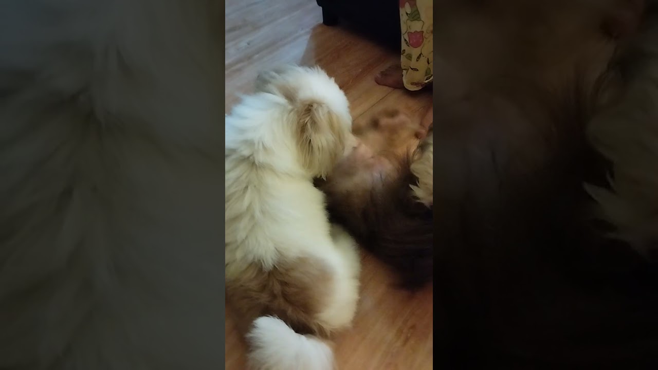 Shih tzu / February 14 , 2026