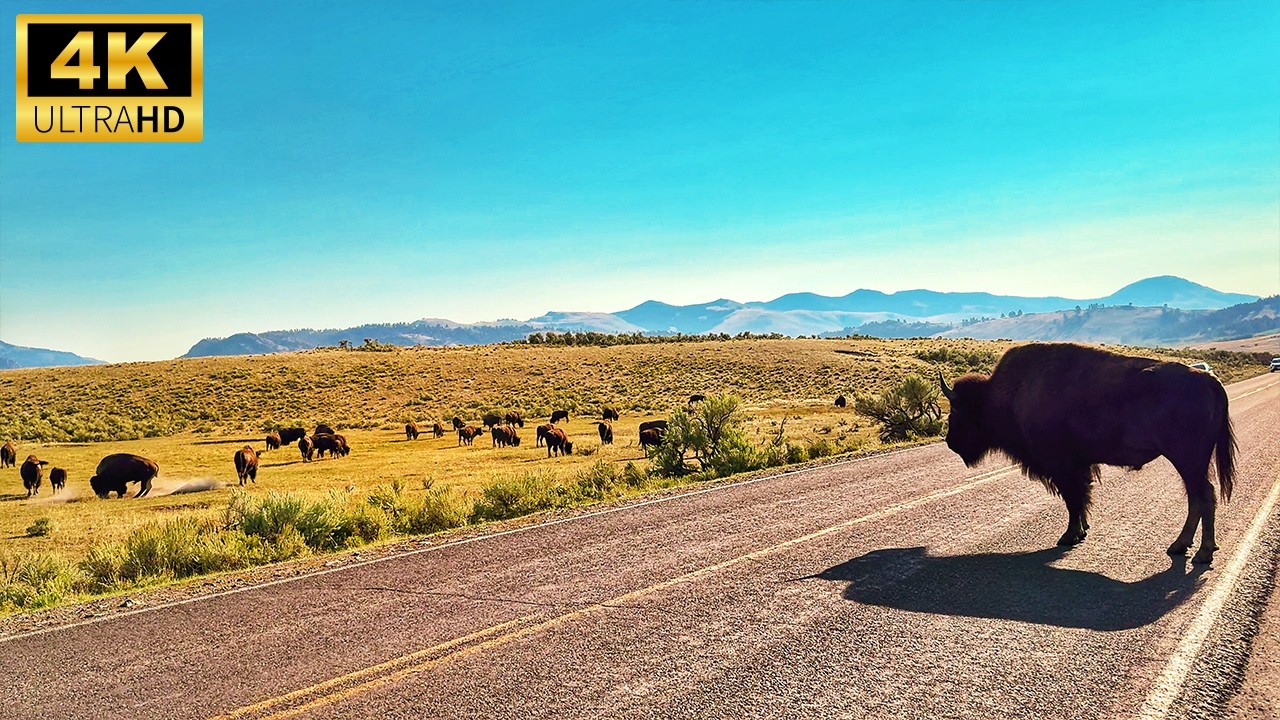 Yellowstone's MOST BREATHTAKING Drive EVER - 4K Driving Adventure - Part 3