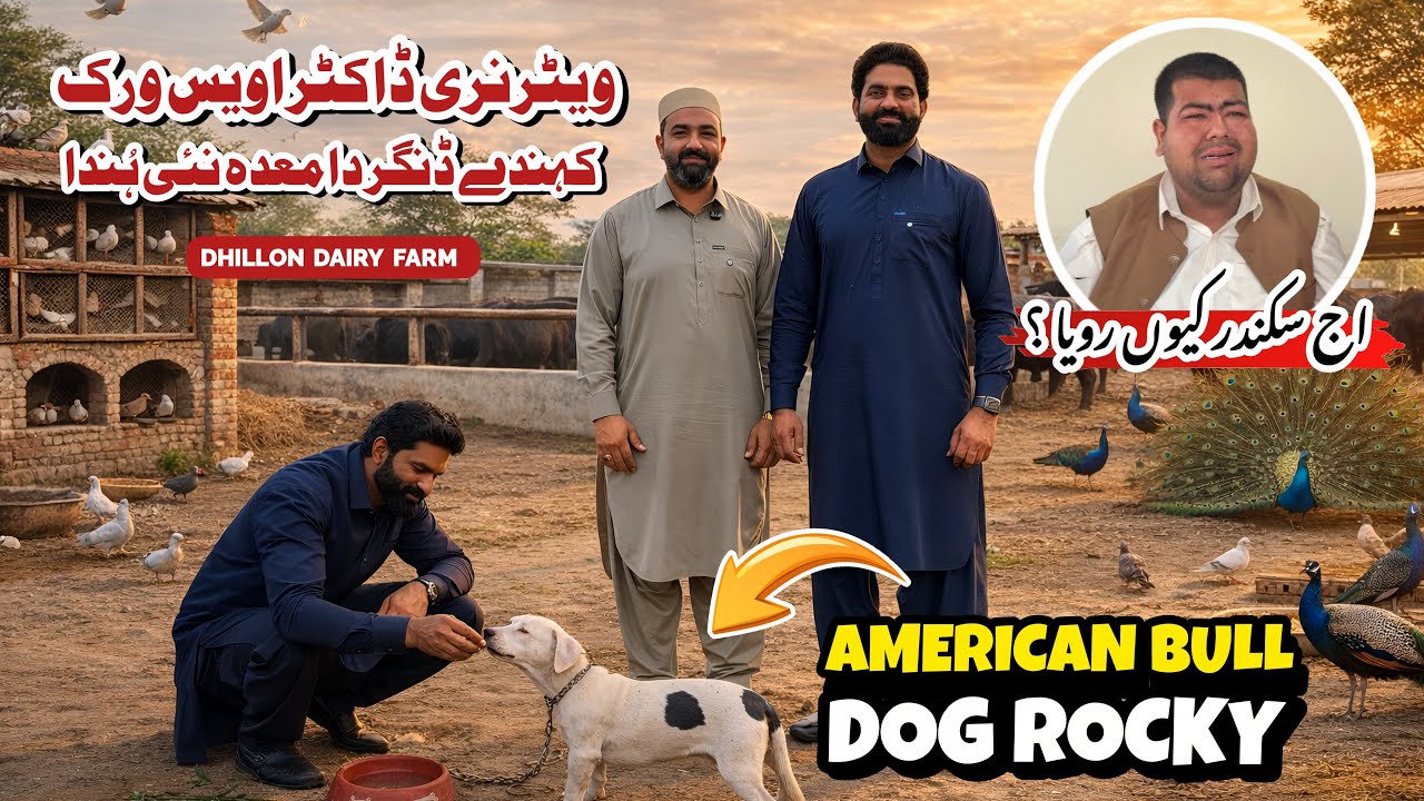 Sikandar Emotional Ho Gya 😢 | Rocky American Pitbull | Dairy Farm Lyi Vet DR de Mashware 