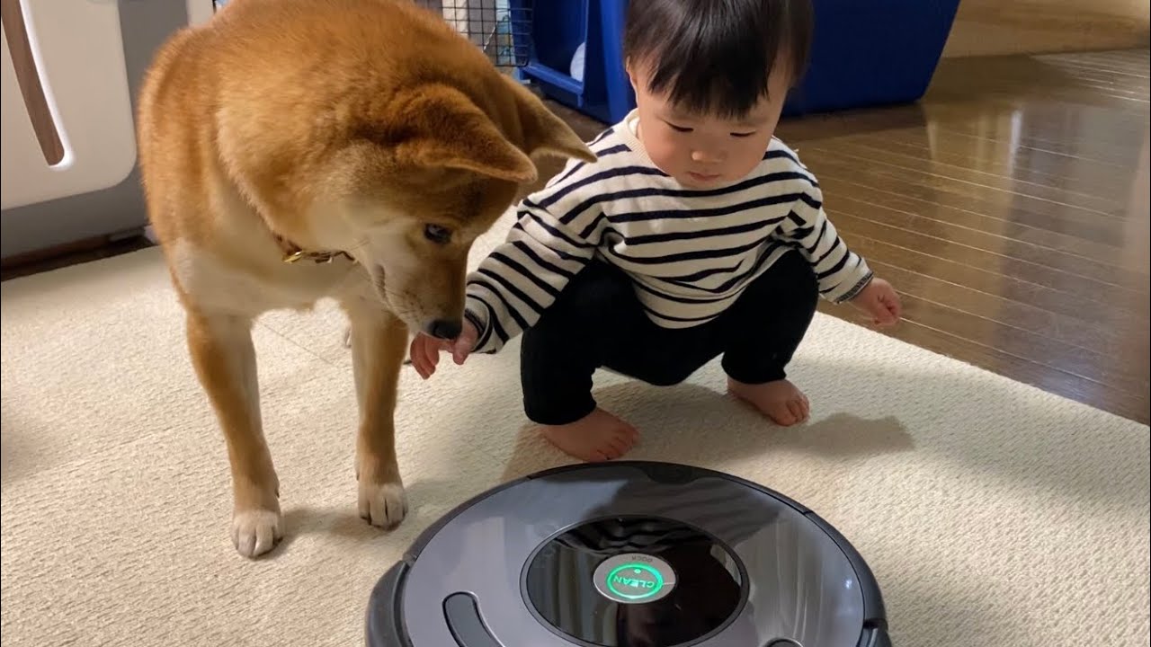 苦手なルンバを克服した柴犬と、ギャン泣きしてしまう娘