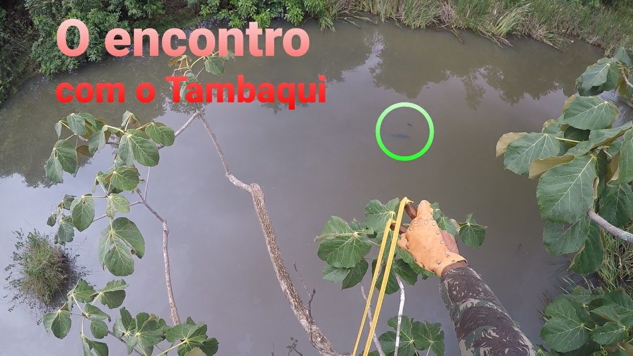 🔝SETA CURTA PEIXE GRANDE🔝🐟🐟 PESCA COM ESTILINGUE SLINGSHOT FISHING 🇧🇷