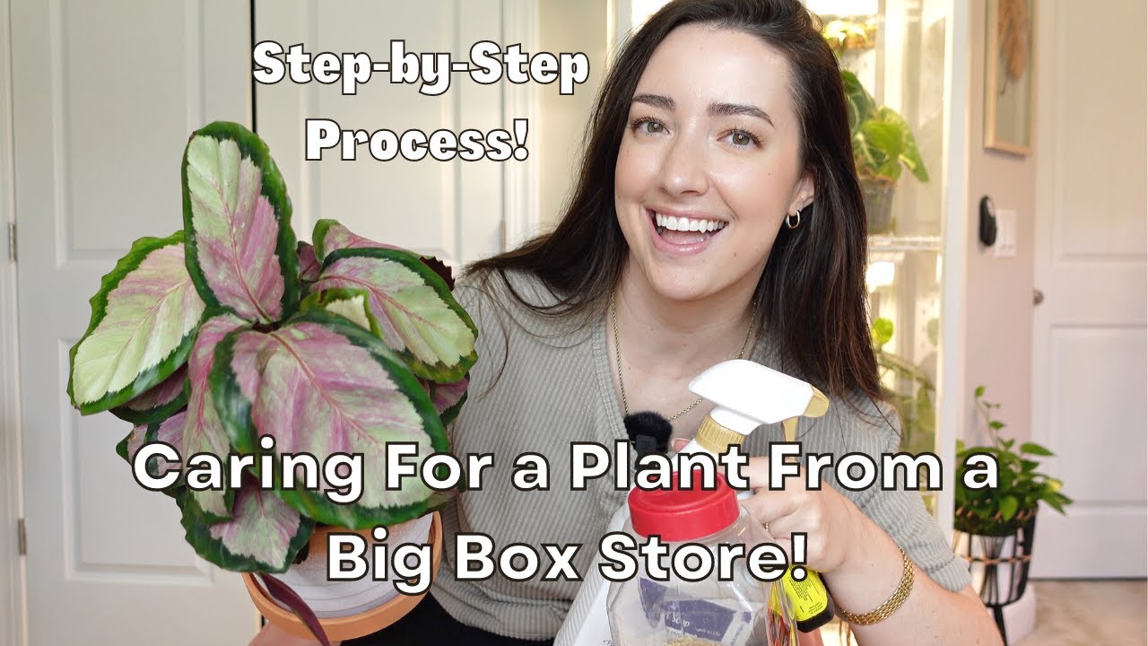 How to Care For a Plant From a Big Box Store! | My Step-by-Step Process to Make it Thrive