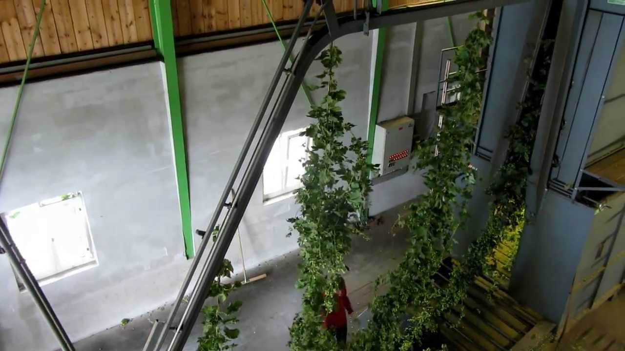 Hopfenpflückmaschine - Hopfenmuseum Tettnang (Ernte 2013)