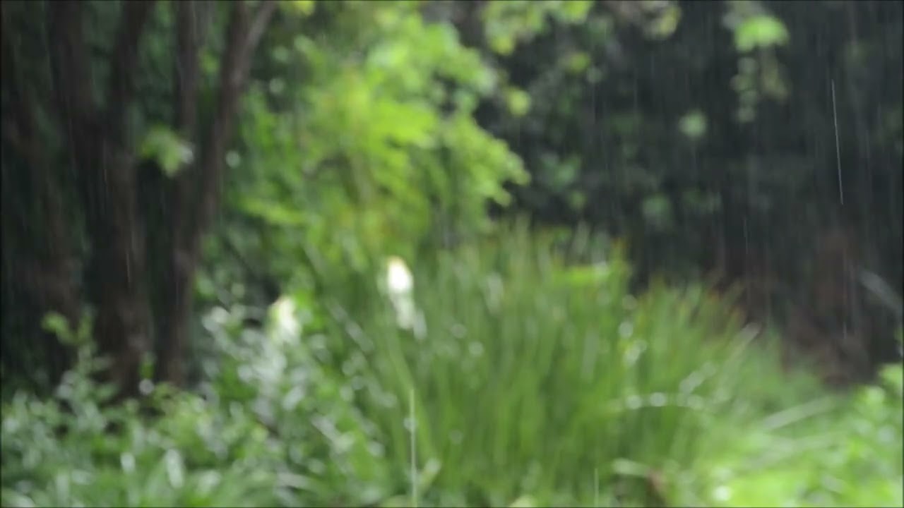Магічні звуки Дощу | ASMR  Rain sounds | Rest sounds|Nature Sounds