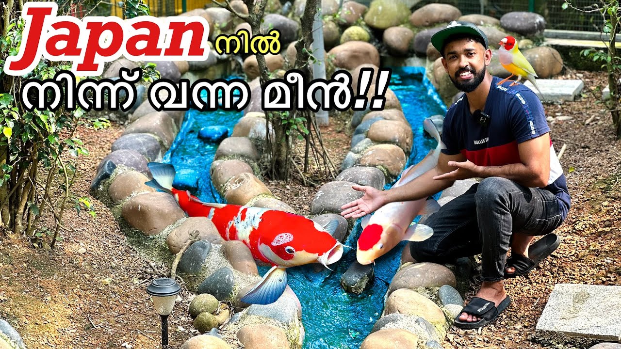 30,000/- രൂപയുടെ ജാപ്പനീസ് കോയി കാർപ്പിനെ മേടിച്ചു | Fishing Freaks | Imported koi carps
