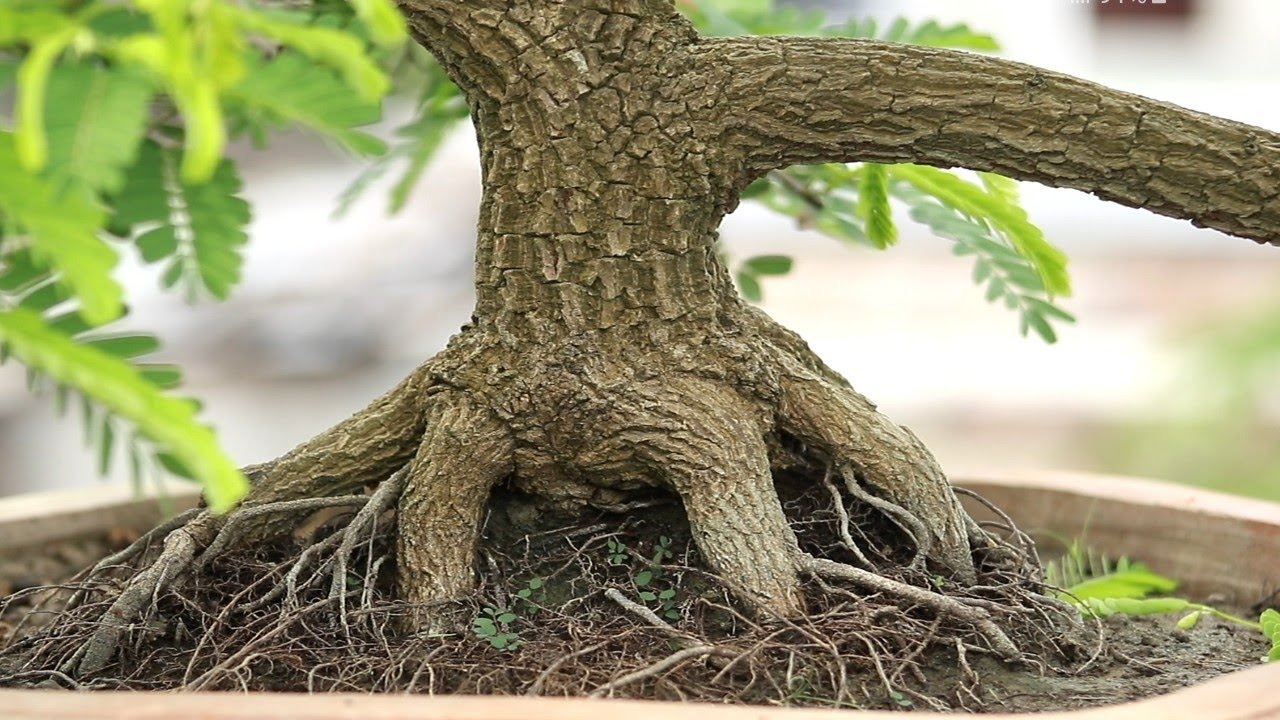| Tamarind cascade style Bonsai making process and transfer big pot to bonsai pot | Bonsai Artisan |