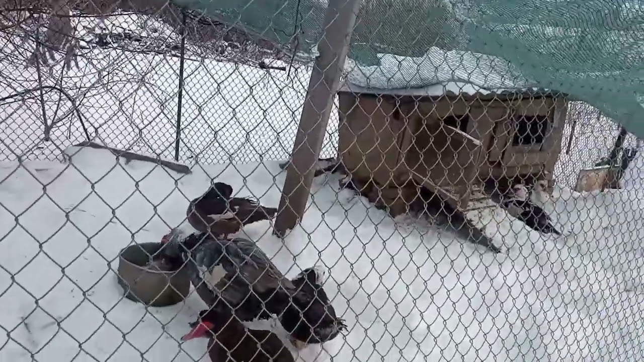 Зима пришла в конце февраля. Утки ещё не несутся. Раскапываю курочек