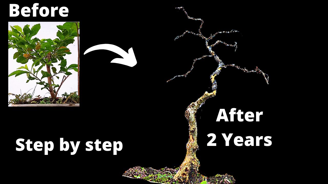 How to make Duranta Erecta Bonsai Easily Step by step #bonsai
