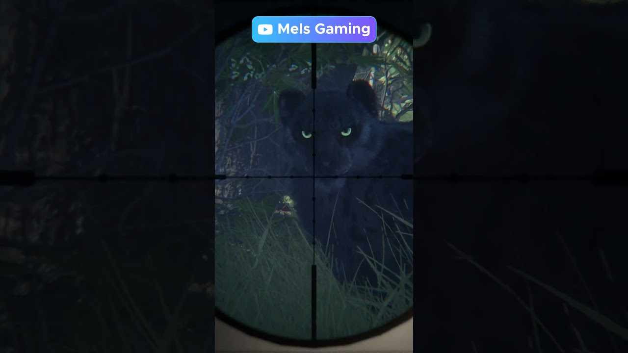 A VERY RARE MELANISTIC SNOW LEOPARD WARNING & MATING CALLS UP CLOSE!  #thehuntercallofthewild #cotw