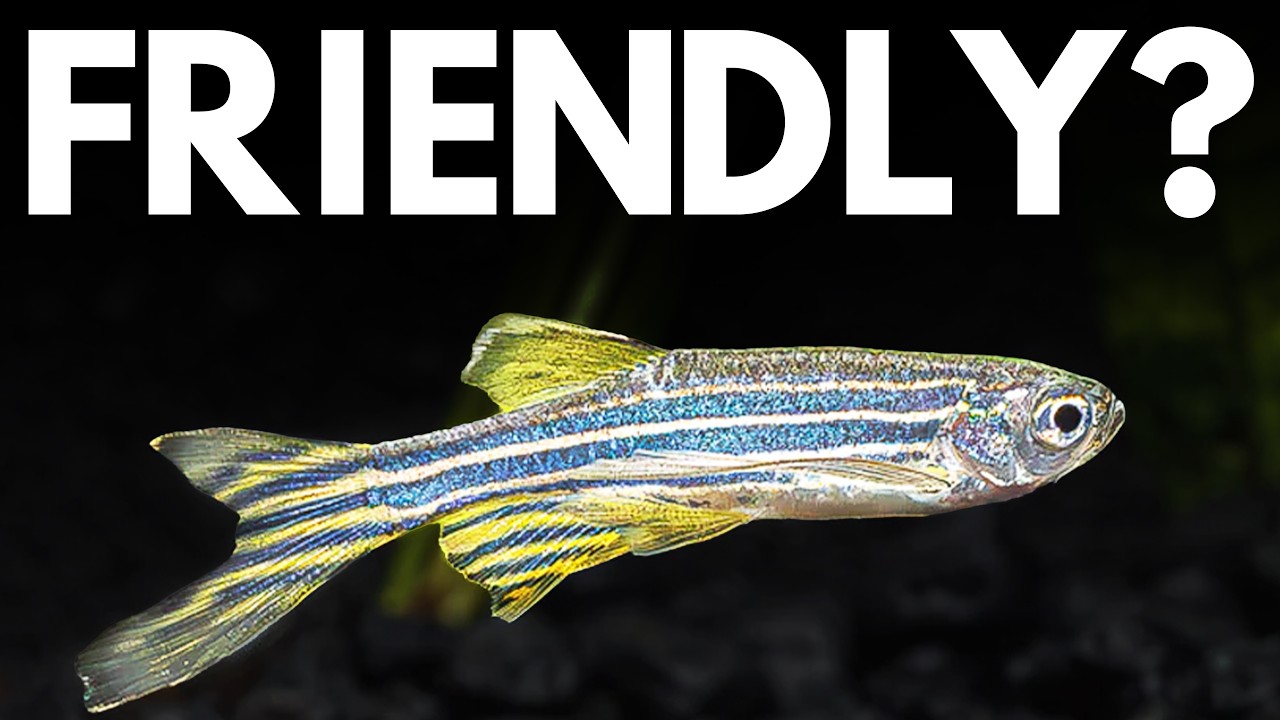 The Friendliest Fish Tier List (Don't Get Scammed)